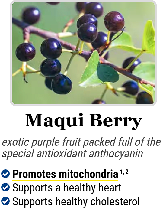 Maqui Berry :- exotic purple fruit packed full of the special antioxidant anthocyanin