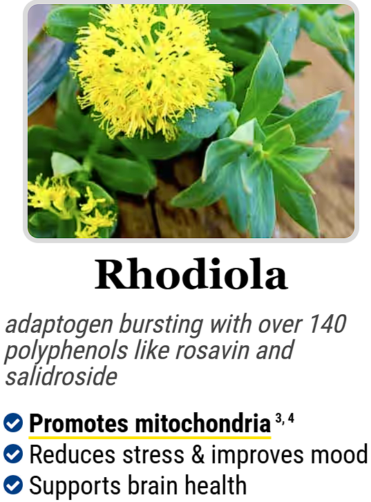 Rhodiola :- adaptogen bursting with over 140 polyphenols like rosavin and salidroside