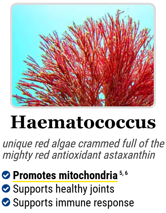 Haematococcus :- unique red algae crammed full of the mighty red antioxidant astaxanthin