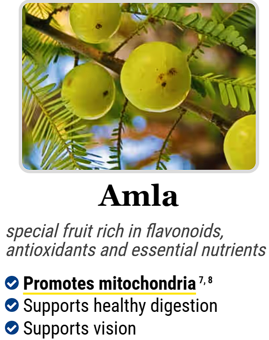 Amla :- special fruit rich in flavonoids, antioxidants and essential nutrients