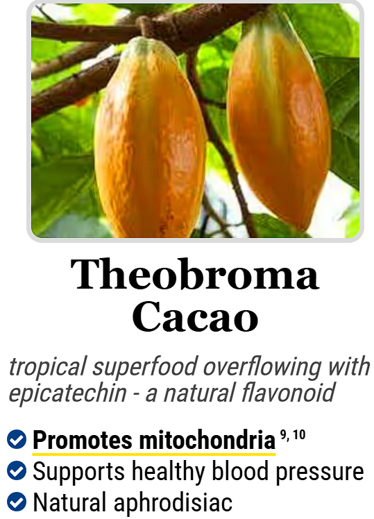Theobroma Cacao :- tropical superfood overflowing with epicatechin - a natural flavonoid