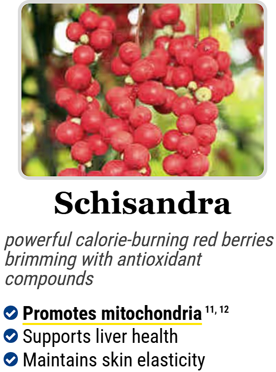 Schisandra :- powerful calorie-burning red berries brimming with antioxidant compounds